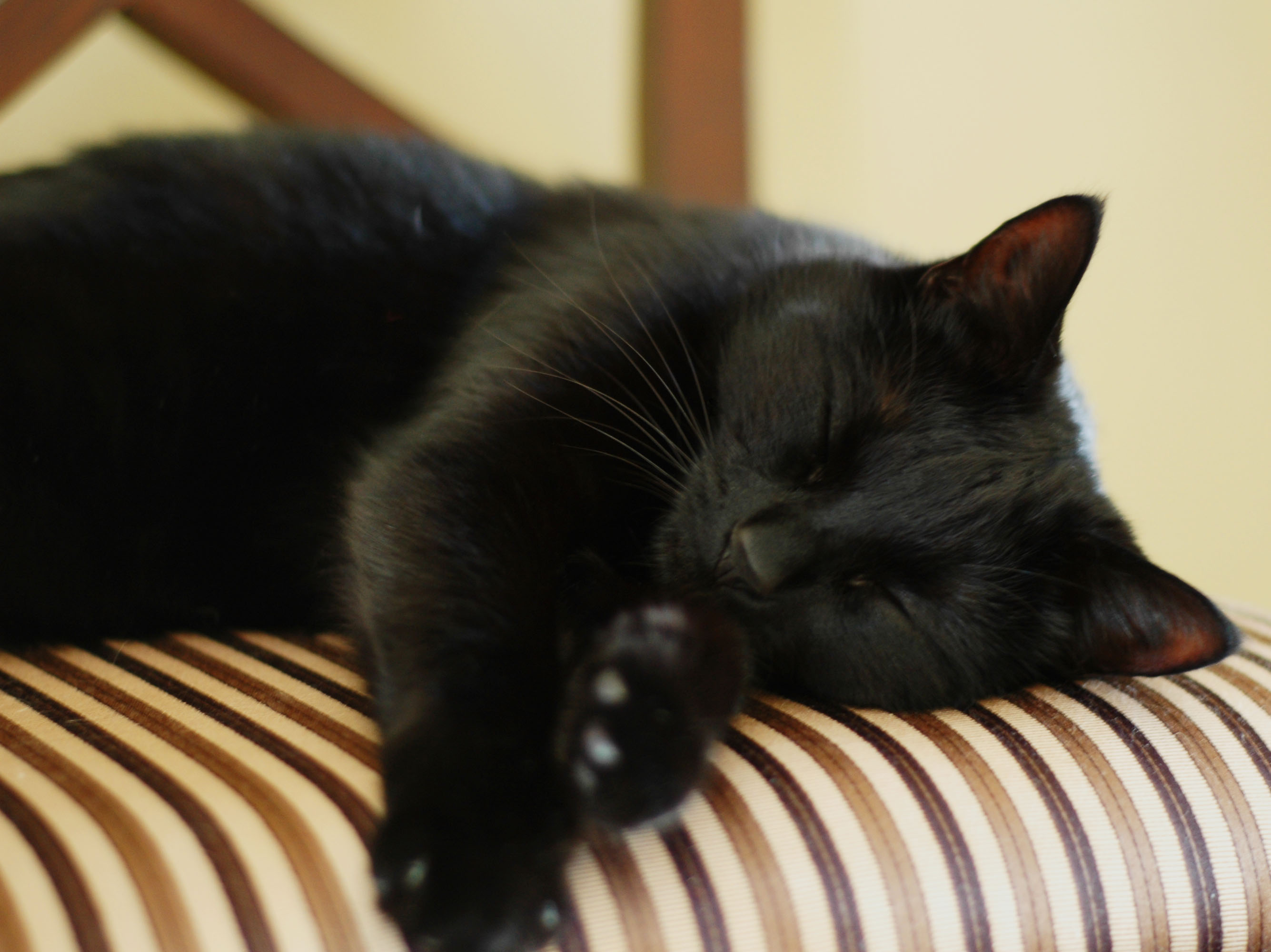 Sleeping Beauty